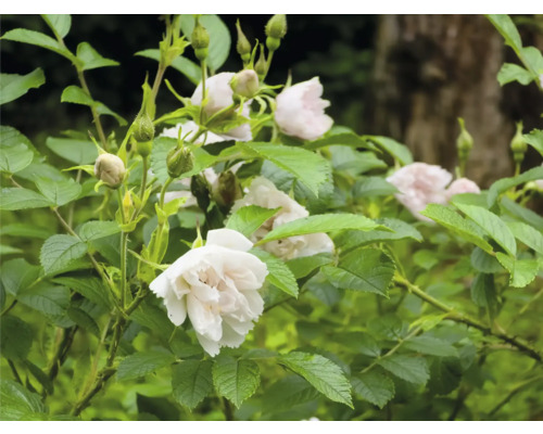 Rosenbuske med ljusa blommor, gröna blad och knoppar i en trädgård.