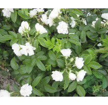 Vit buskros med små fyllda blommor och gröna blad.