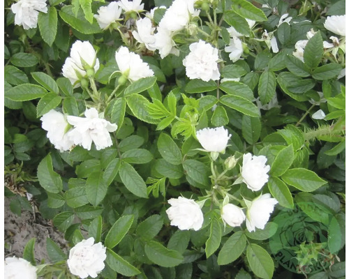 Ros OMNIA GARDEN Rosa 'White Grootendorst' (Rugosa-Gruppen) 10-pack Vit buskros med små fyllda blommor och gröna blad.