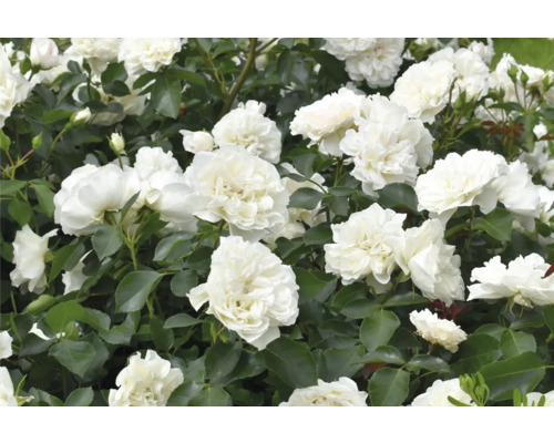Vita rosor med fyllda blommor och gröna blad.