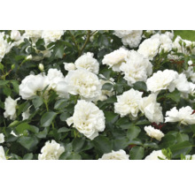 Vita rosor med fyllda blommor och gröna blad.