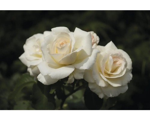 Tre vita rosor i full blom med krämvitt centrum.