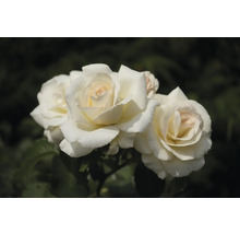 Tre vita rosor i full blom med krämvitt centrum.