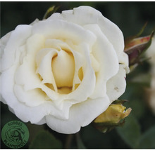 Blommande vit ros med gräddvitt centrum, knoppar och Buddes Planteskole Logo.