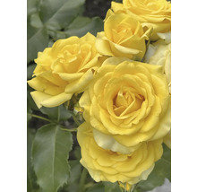 Gula rosor i full blom med gröna blad.