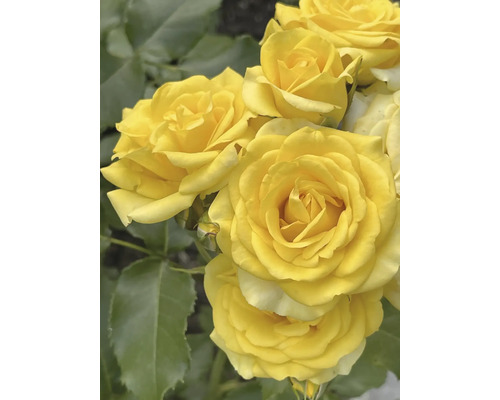 Gula rosor i full blom med gröna blad.