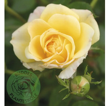 Blommande gul ros med en knopp och Buddes Planteskole Logo.