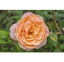 Närbild på en fullt utslagen aprikosfärgad ros med många kronblad, omgiven av gröna blad.