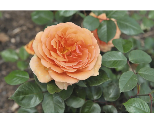 Fylld orange ros med gröna blad.