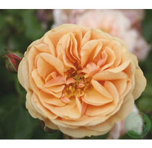 Aprikosfärgad ros med fylld blomma och en liten röd knopp.