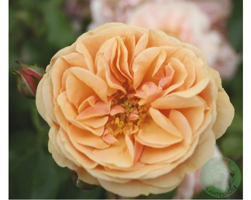 Aprikosfärgad ros med fylld blomma och en liten röd knopp.