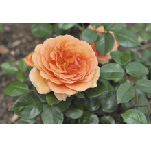 Fylld orange ros med gröna blad.