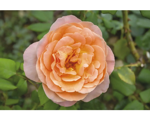 Närbild på en fullt utslagen aprikosfärgad ros med många kronblad, omgiven av gröna blad.