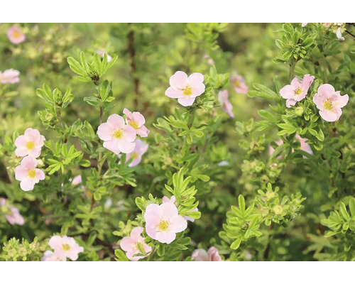 Blommande ölandstok Potentilla fruticosa med rosa blommor och gröna blad.