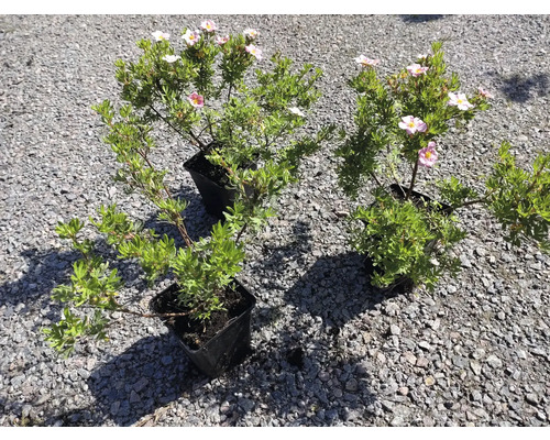 Tre ölandstokar i svarta plastkrukor med gröna blad och rosa blommor på grus.
