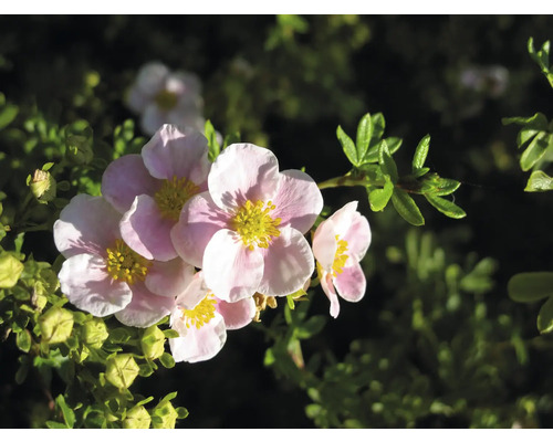 Närbild av en tok Potentilla med rosa blommor, gul mitt och gröna blad.