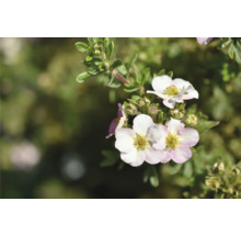 Ölandstok Potentilla fruticosa med ljusrosa blommor.