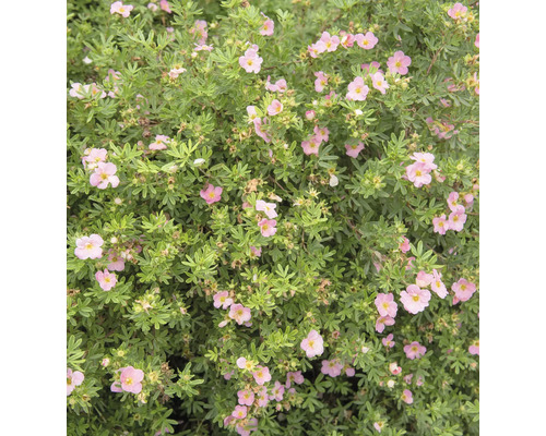 Tok Potentilla fruticosa med rosa blommor och tätt grönt bladverk.