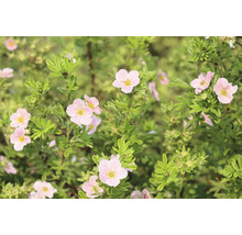 Blommande ölandstok Potentilla fruticosa med rosa blommor och gröna blad.