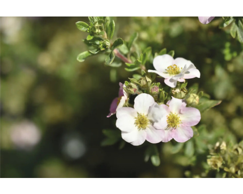 Ölandstok Potentilla fruticosa med ljusrosa blommor.