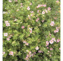 Tok Potentilla fruticosa med rosa blommor och tätt grönt bladverk.