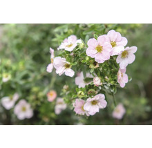 Närbild av en blommande tok Potentilla fruticosa med ljusrosa blommor med gul mitt och gröna blad.