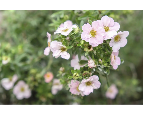 Närbild av en blommande tok Potentilla fruticosa med ljusrosa blommor med gul mitt och gröna blad.