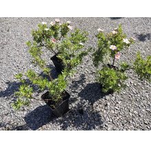 Tre ölandstokar i svarta plastkrukor med gröna blad och rosa blommor på grus.
