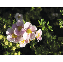 Närbild av en tok Potentilla med rosa blommor, gul mitt och gröna blad.