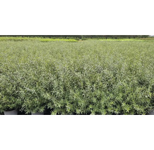 Stort och välstrukturerat fält med havtornsplantor i krukor i en ljus plantskola.