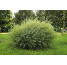 Rödvide Nana, buskig prydnadsbuske med fina blad på en gräsmatta i en trädgård.