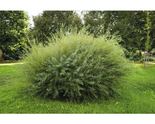 Rödvide Nana, buskig prydnadsbuske med fina blad på en gräsmatta i en trädgård.