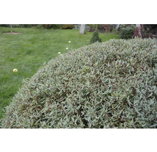 Klotklippt prydnadsbuske med fina blad i en trädgård med gräsmatta.