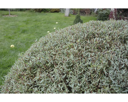 Klotklippt prydnadsbuske med fina blad i en trädgård med gräsmatta.