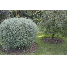 Ljust trädgårdslandskap med en stor, klotformad buske med silverfärgade blad och ett litet fruktträd på en gräsmatta med ett lager täckbark.