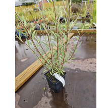 Rödvide Nana (Salix purpurea Nana) i svart odlingskruka med smala blad och rödaktiga grenar.