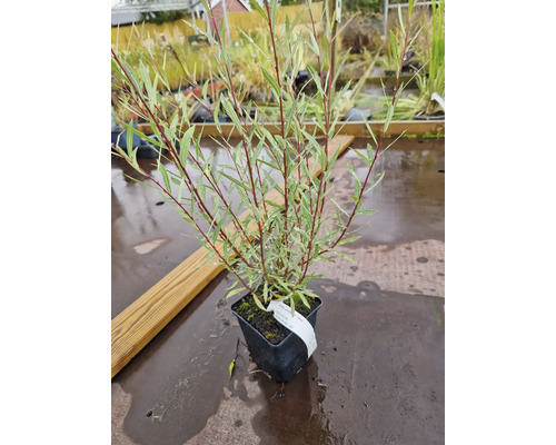 Rödvide Nana (Salix purpurea Nana) i svart odlingskruka med smala blad och rödaktiga grenar.