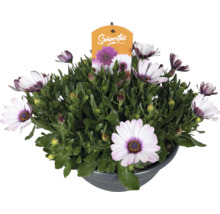 Stjärnöga Osteospermum Senoritas med vita blommor och lila mitt i kruka och Senoritas Logo.