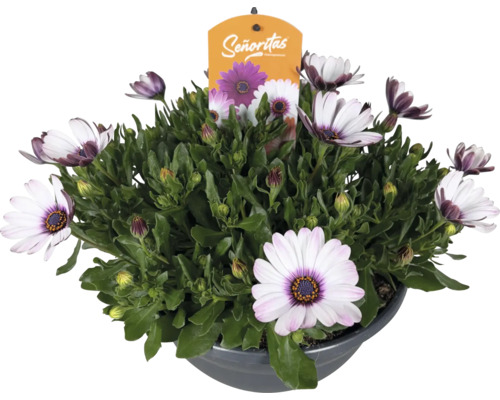 Stjärnöga Osteospermum Senoritas med vita blommor och lila mitt i kruka och Senoritas Logo.