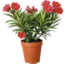 Oleander med röda blommor i en brun plastkruka.