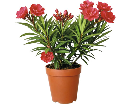 Oleander med röda blommor i en brun plastkruka.