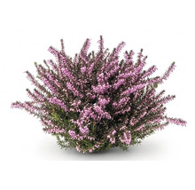 Blommande ljung Calluna vulgaris med många små rosa blomknoppar.