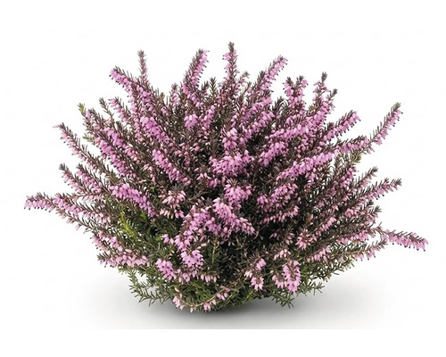 Blommande ljung Calluna vulgaris med många små rosa blomknoppar.