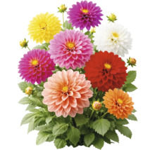 Dahliamix med blommor i olika färger och gröna blad.