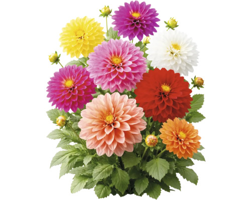 Dahliamix med blommor i olika färger och gröna blad.