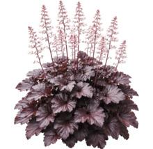 Alunrot Heuchera med mörka blad och höga blomstänglar med små ljusa blommor.