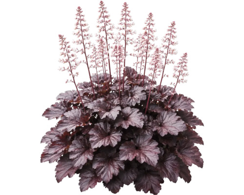 Alunrot Heuchera med mörka blad och höga blomstänglar med små ljusa blommor.