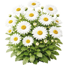 Vit margerit Leucanthemum med gul mitt, gröna blad och knoppar.