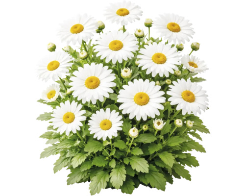 Vit margerit Leucanthemum med gul mitt, gröna blad och knoppar.