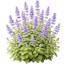 Kantnepeta med lila blomax och gröna blad.